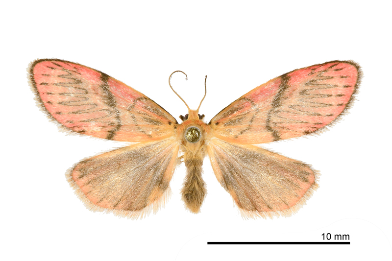 Sesapa koshunica Female